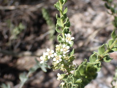 Mortonia scabrella