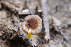 Pluteus pauperculus