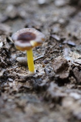 Pluteus pauperculus