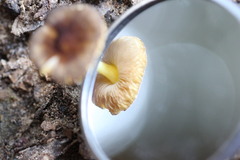 Pluteus pauperculus