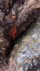 Cnemidocarpa finmarkiensis