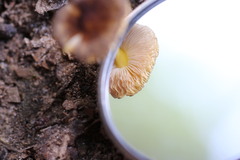 Pluteus pauperculus