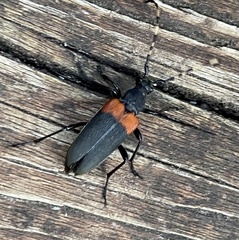 Stictoleptura canadensis canadensis