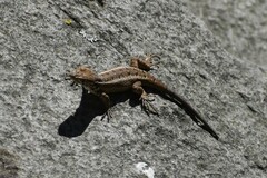 Stenocercus ornatissimus