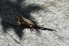 Stenocercus ornatissimus