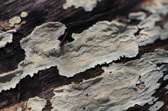 Oxychaete cervinogilva