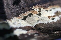 Oxychaete cervinogilva