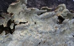 Oxychaete cervinogilva