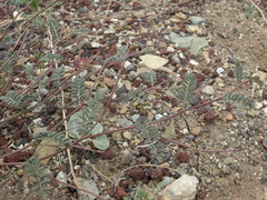 Astragalus inyoensis