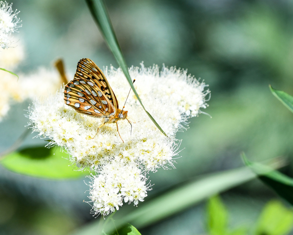 Greater Fritillaries from Park County, MT, USA on August 04, 2022 at 05 ...