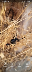 Latrodectus hesperus