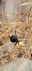 Latrodectus hesperus