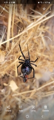 Latrodectus hesperus