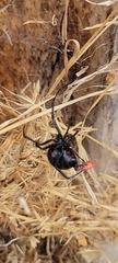 Latrodectus hesperus