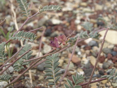 Astragalus inyoensis