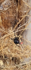 Latrodectus hesperus