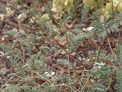 Astragalus inyoensis