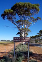 Eucalyptus salmonophloia