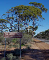 Eucalyptus longicornis