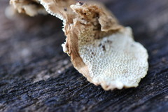 Oxychaete cervinogilva