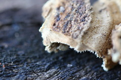 Oxychaete cervinogilva