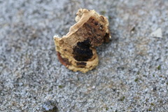 Oxychaete cervinogilva