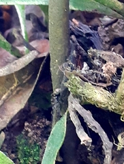 Dolichoderus bispinosus