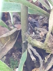 Dolichoderus bispinosus