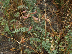 Astragalus layneae