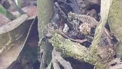 Dolichoderus bispinosus
