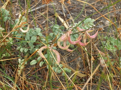 Astragalus layneae