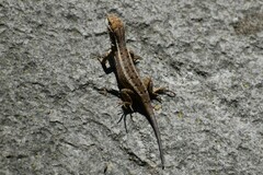 Stenocercus ornatissimus