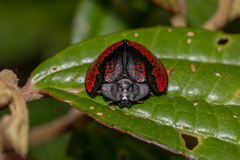 Cyrtonota
