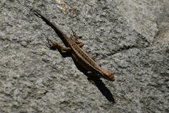 Stenocercus ornatissimus