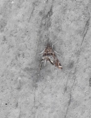 Petrophila confusalis
