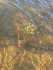 Sparganium hyperboreum