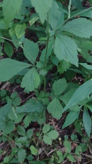 Geum × catlingii