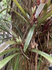 Billbergia amoena