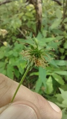 Geum × catlingii