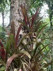 Billbergia amoena