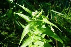 Eupatorium perfoliatum