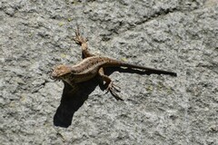 Stenocercus ornatissimus