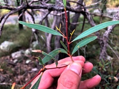 Eucalyptus bakeri
