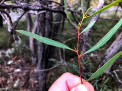 Eucalyptus bakeri