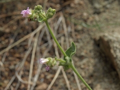 Mirabilis comata