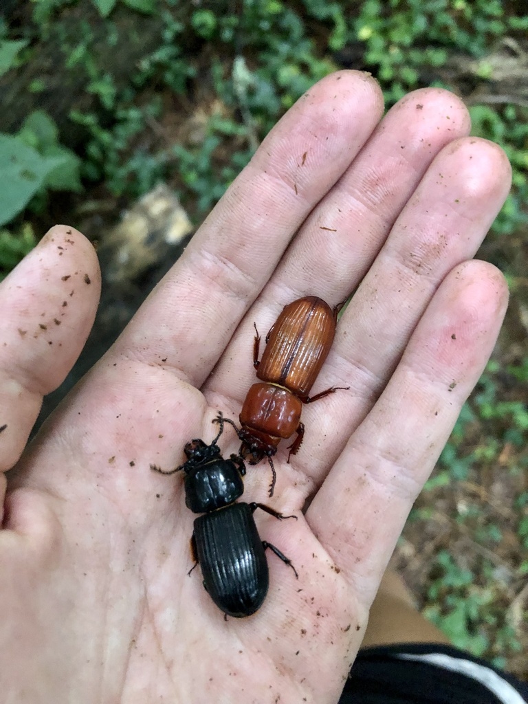 Black Bess Beetle