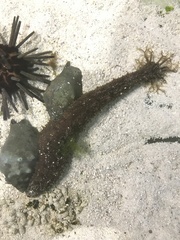Holothuria grisea