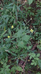Geum × catlingii