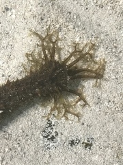 Holothuria grisea