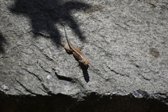 Stenocercus ornatissimus